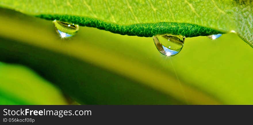 Close up of rain drops on leaft. Close up of rain drops on leaft