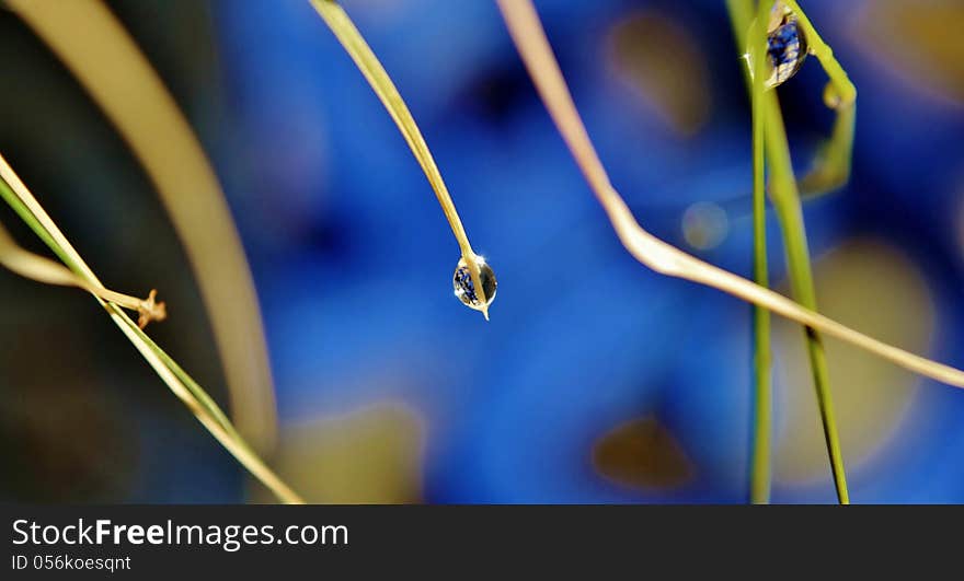 Close up of rain drops on grass. Close up of rain drops on grass