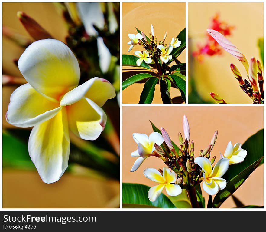 Collage of frangipani blossoms in sunlight