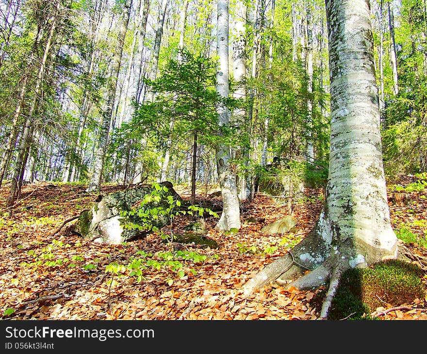 Trees Forest And Woods