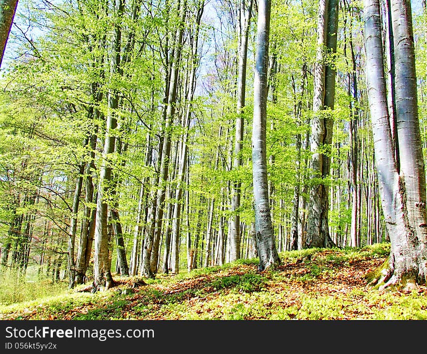 Trees Forest And Woods