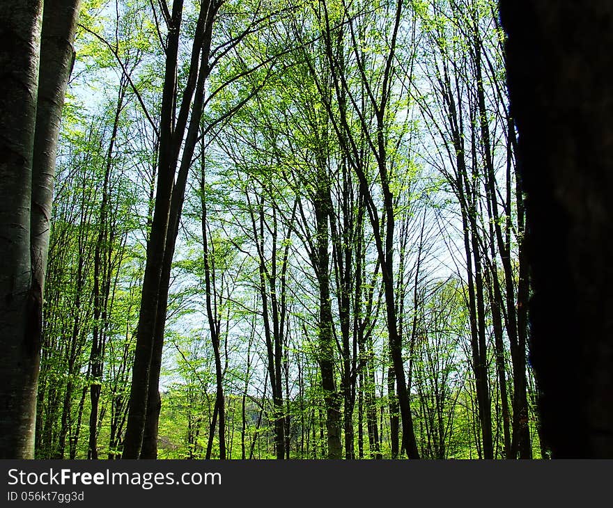 Trees forest and woods