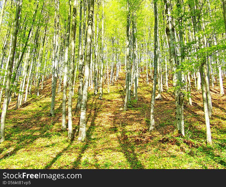 Trees Forest And Woods