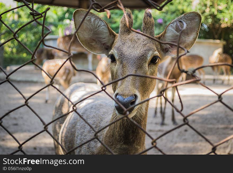 Many of deer are confine inside the metal cage. Many of deer are confine inside the metal cage