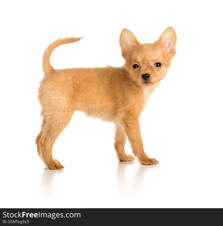 Russian toy terrier puppy isolated on white