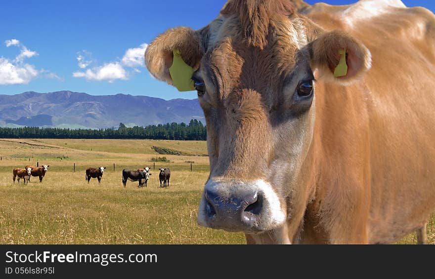 Cow close-up