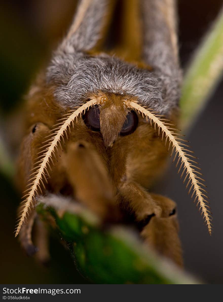 Polyphemus Moth