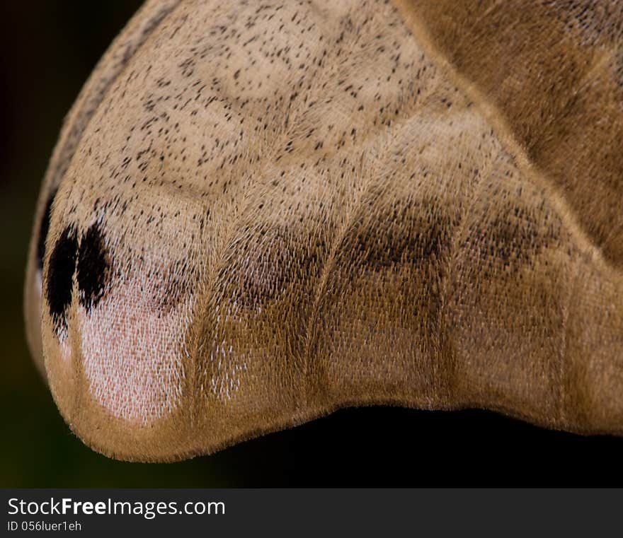 Polyphemus Moth