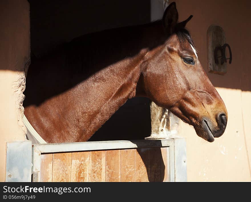 A brown horse in the stable