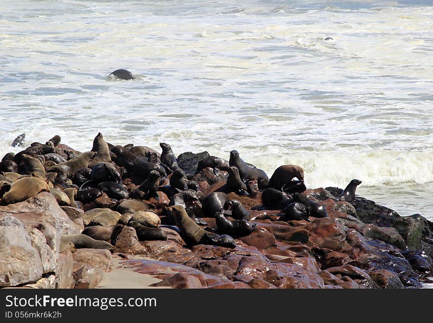 Colony of seals at Cape Cross Reserve, Atlantic Ocean coast in Namibia.