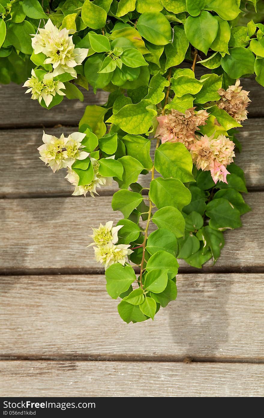 Beautiful Lagerstroemia with Shadow closeup on Wood Boards background