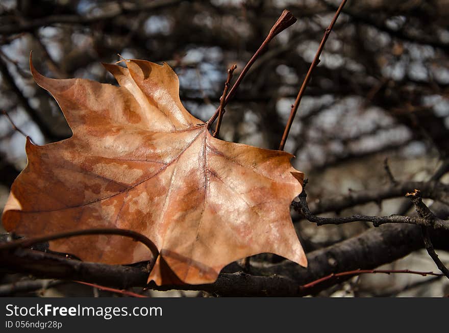 The last autumn leaf before the beginning of winter