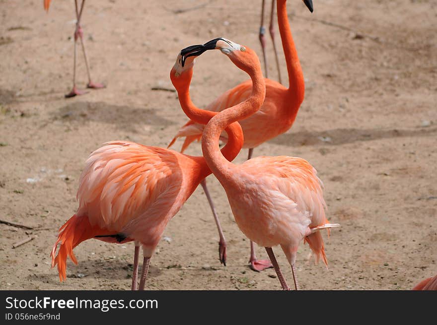 Kissing pink flamingos on the ground