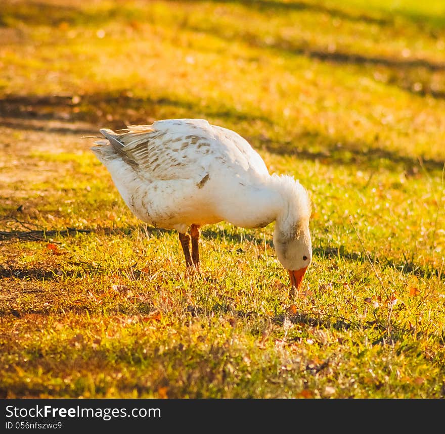 Goose on green grass in sunny day