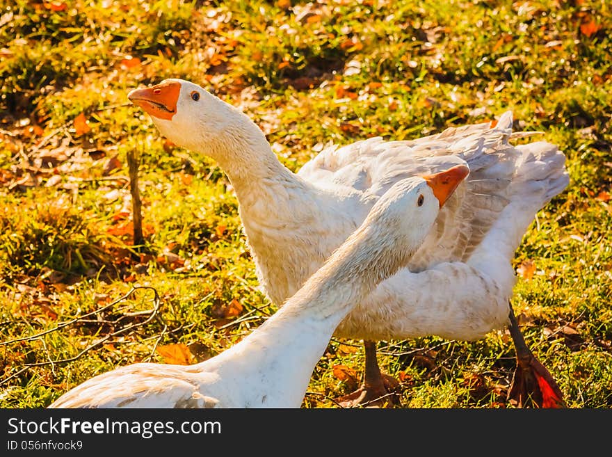 Geese On Green Grass