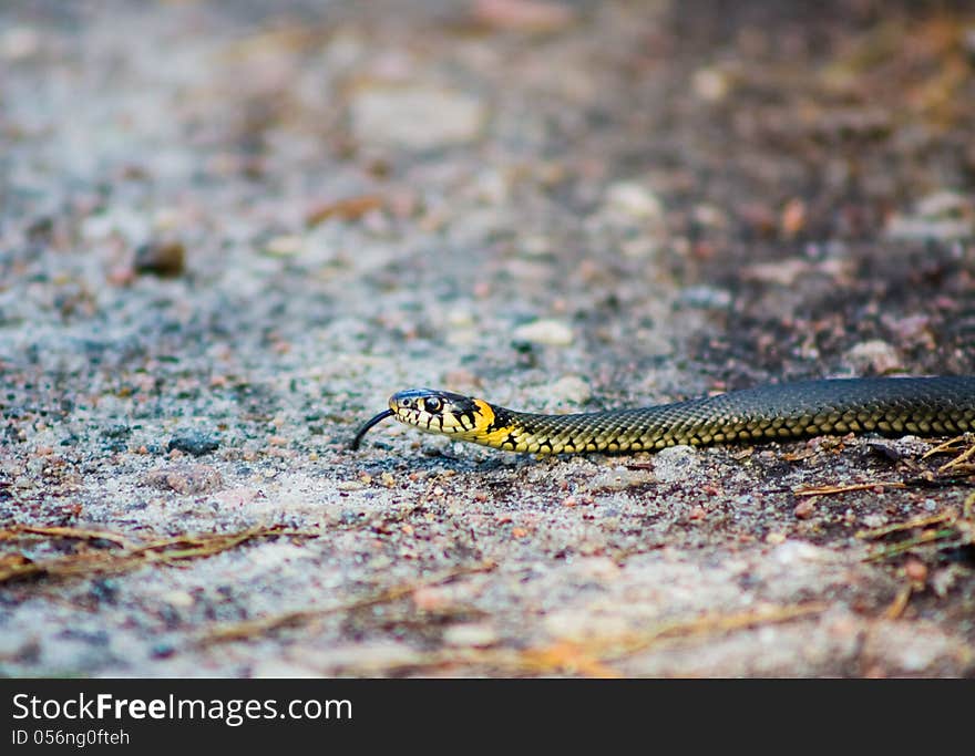 Macro of a grass snake in the nature. Macro of a grass snake in the nature