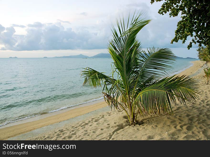 Tropical island sea and palm in the evening