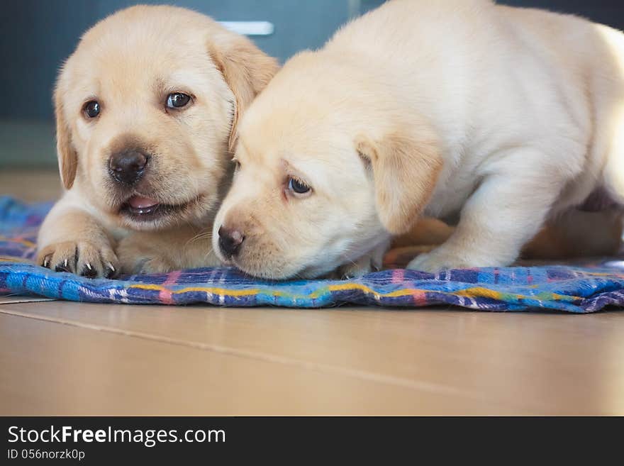 Two Labrador Retriever Puppiesplaying at home