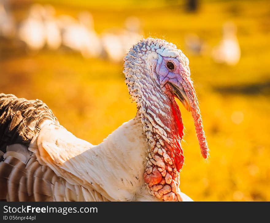 Wild Turkey walking on the grass