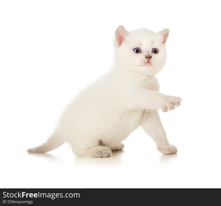 British baby cat with lifted paw. British baby cat with lifted paw