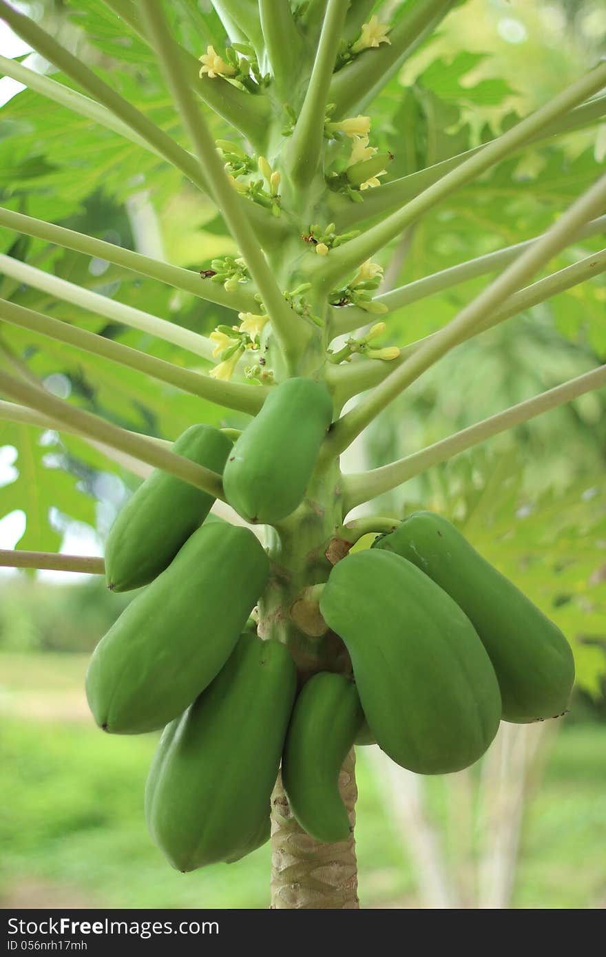 Green papaya tree on field