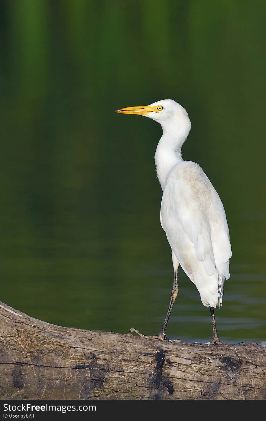 Great Egret on log at waterhole