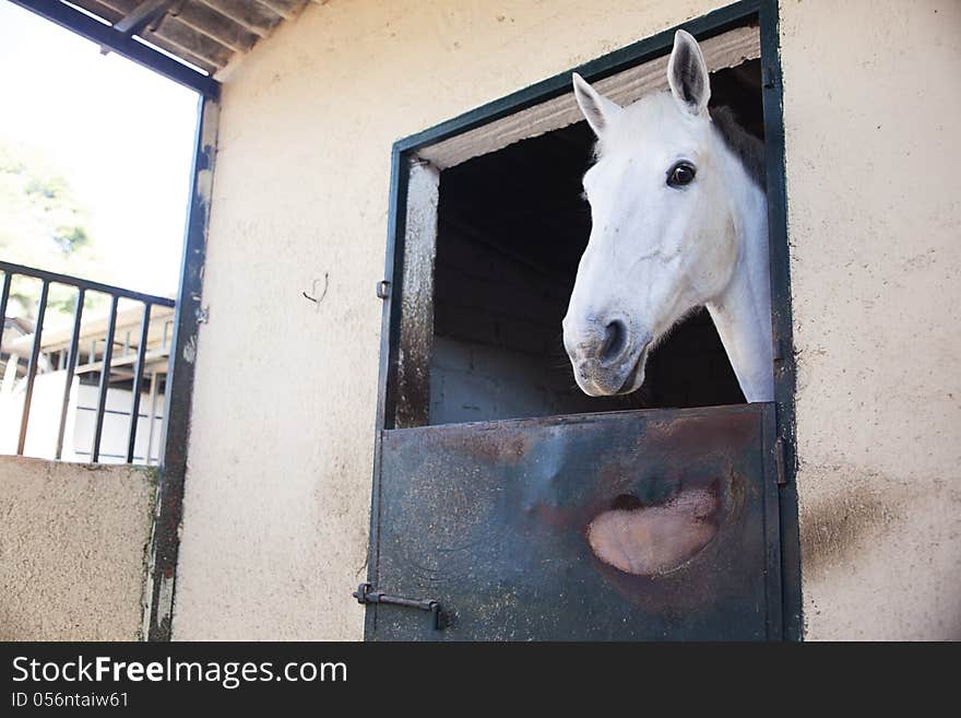 A white horse in the stable