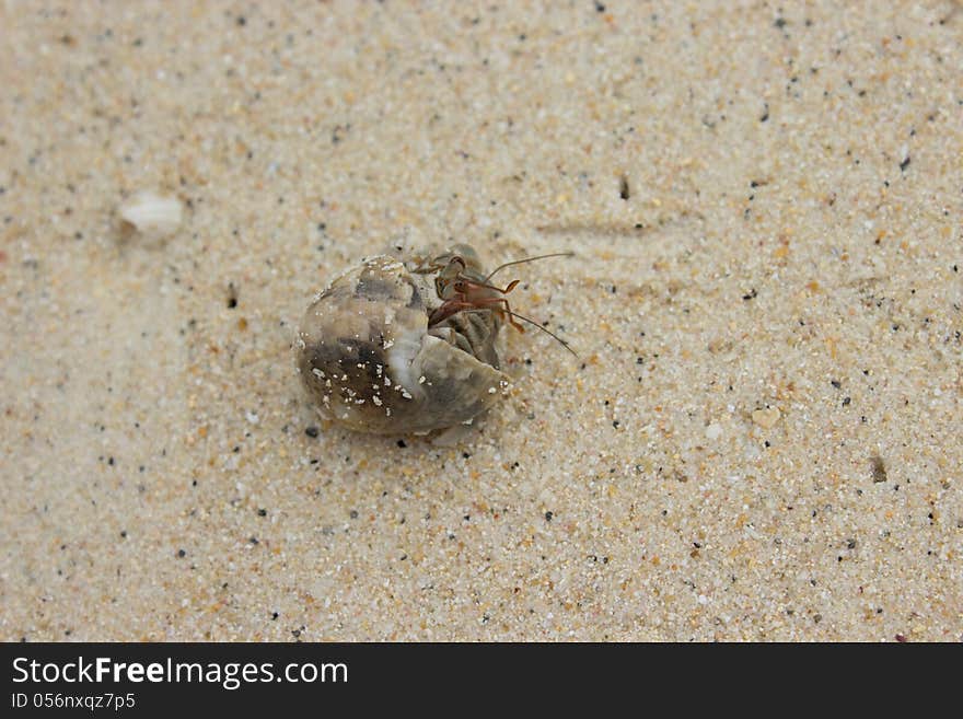 Hermit Crab on the beach