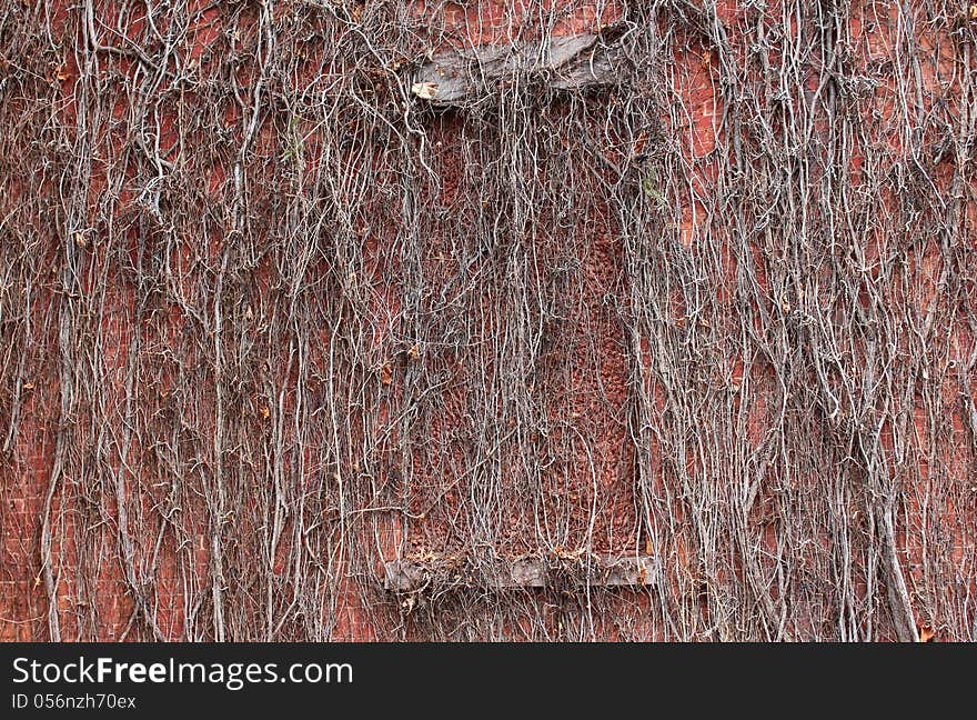 Bricked-in window in wall with creeping vines covering all. Bricked-in window in wall with creeping vines covering all.