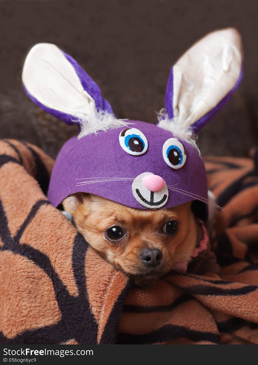 Red chihuahua dog dressed as rabbit.