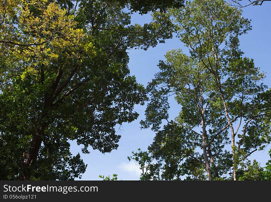 Fresh green branches