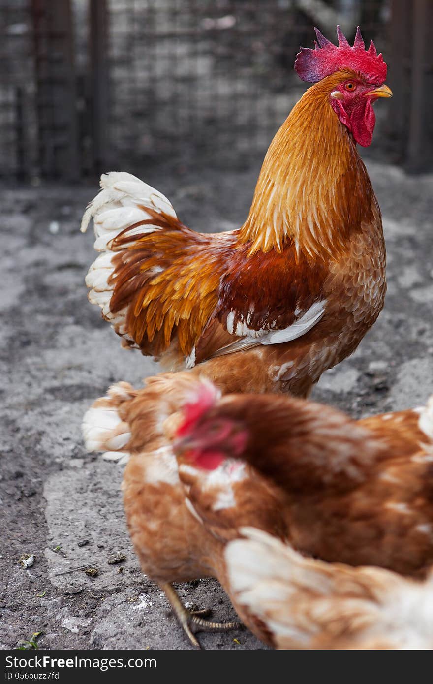 Red rooster and hens in the poultry yard