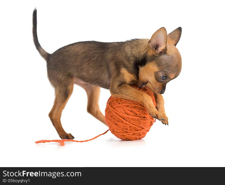 Toy Terrier Playing