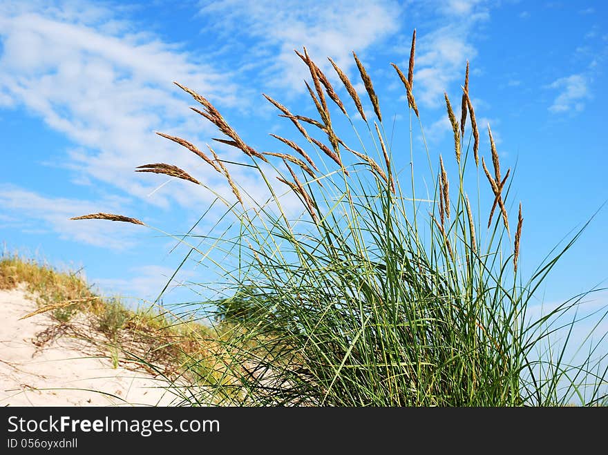 Tall green grass growing on sand dunes against blue sky in background. Tall green grass growing on sand dunes against blue sky in background