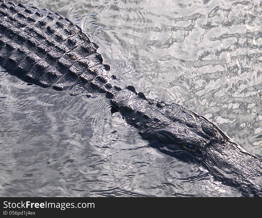 Gator in shimmering water