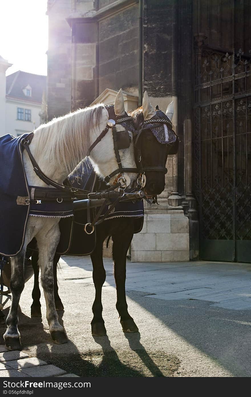 Horse Carriage in Vienna