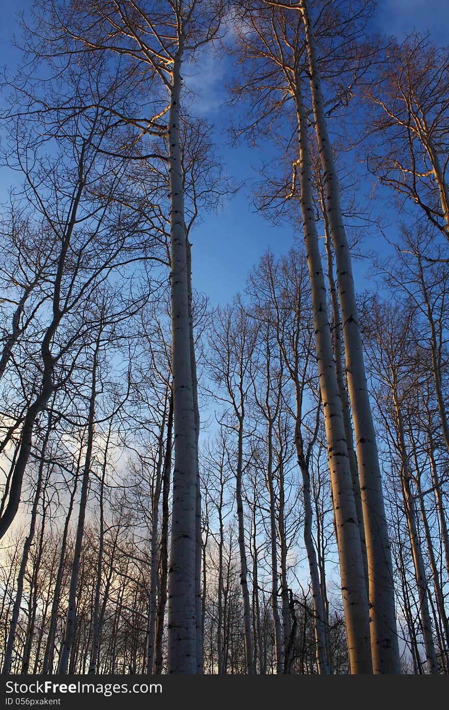 Trees At Sunset