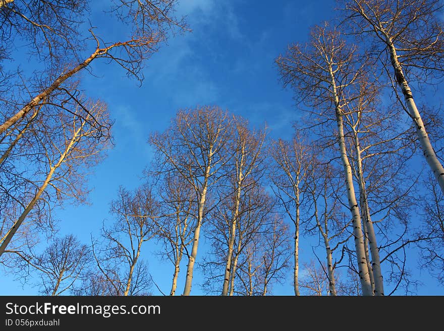 Trees at Sunset