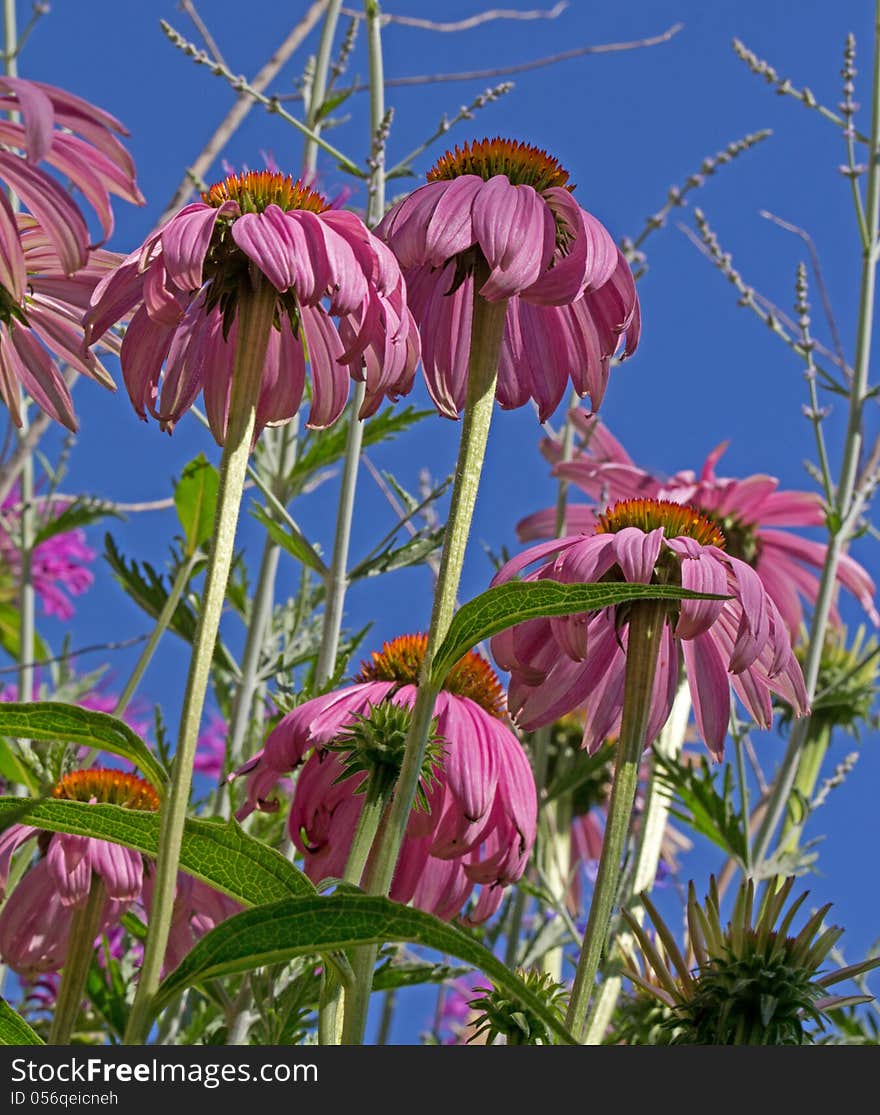 This image of the pink colored cone flowers was taken while lying on my back a shooting up. This image of the pink colored cone flowers was taken while lying on my back a shooting up.