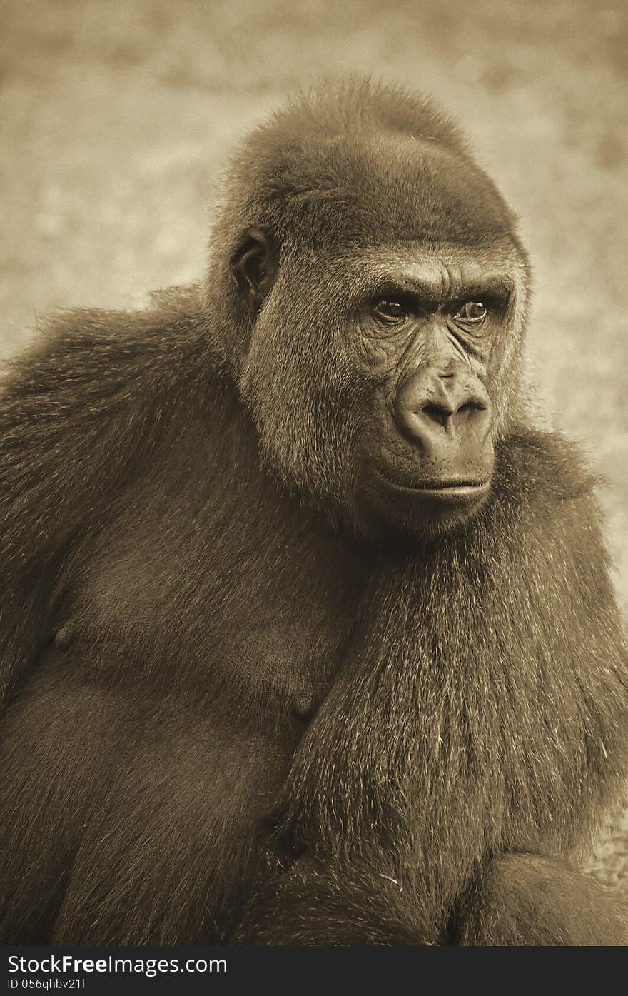 Lowland gorilla with intense expression in sepia tones. Lowland gorilla with intense expression in sepia tones