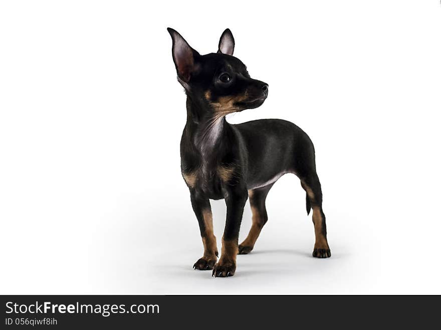 Dog puppy Russian toy terrier