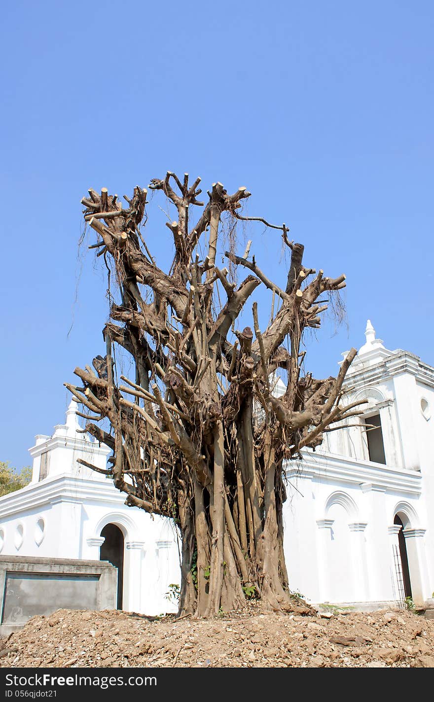 Leafless tree trimming, planting new migration. Leafless tree trimming, planting new migration.