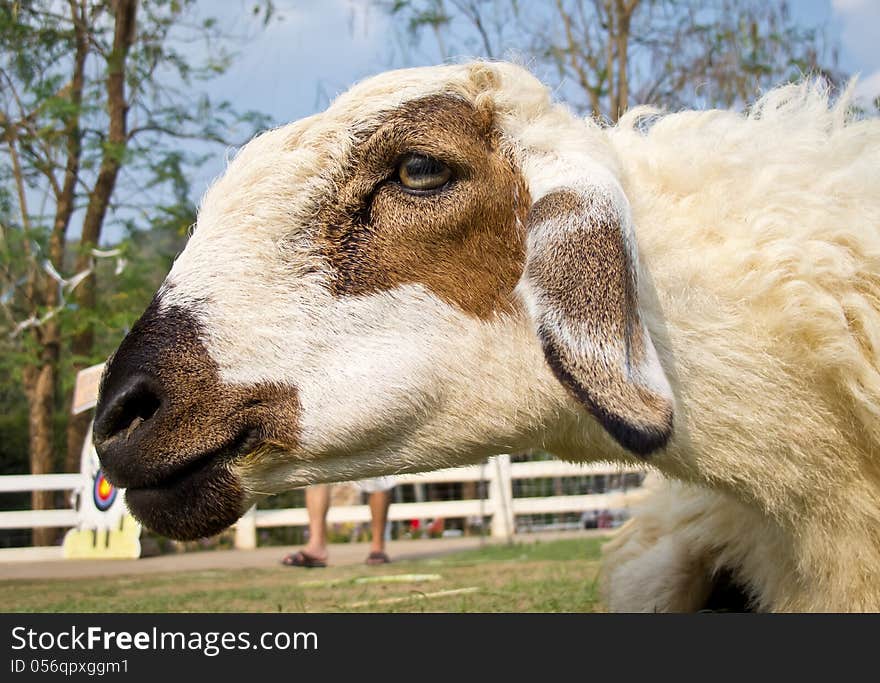 Close up the head of white sheep in the farm