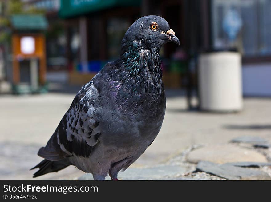 A pigeon out for a Sunday stroll in the park.