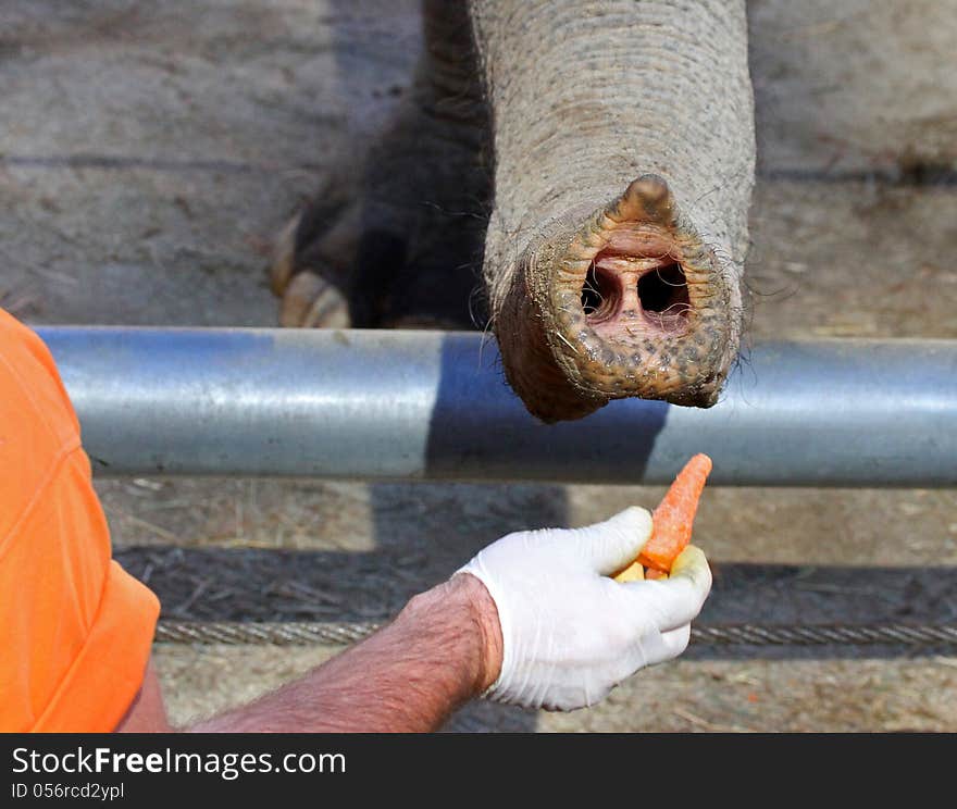 Close Up Detail Of Hand Feeding Carrot To Elephant. Close Up Detail Of Hand Feeding Carrot To Elephant