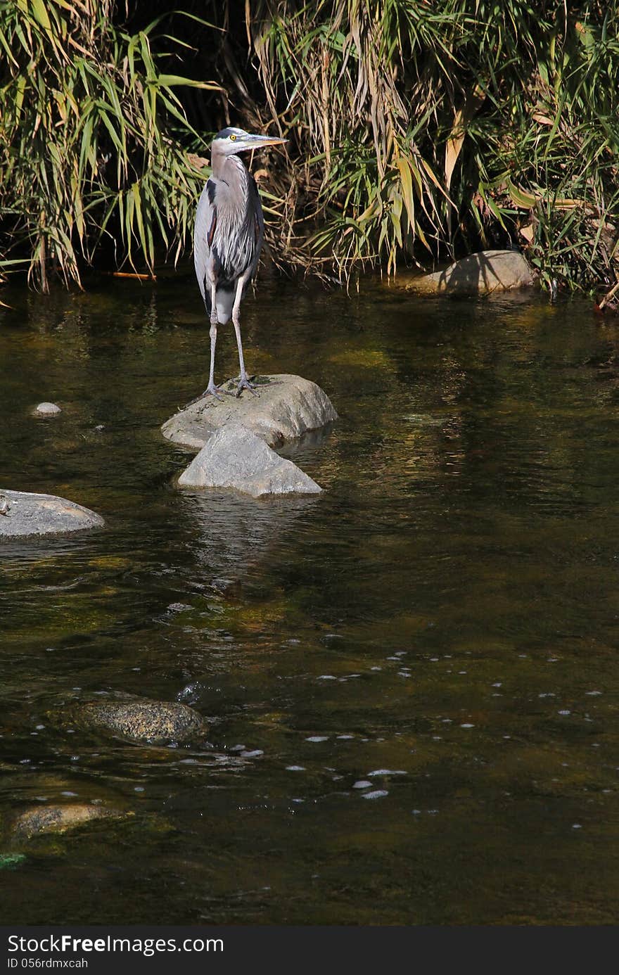 Great Blue Heron Standing On Rock In River