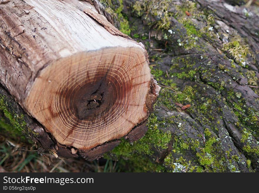 End Cut Log Laying On Bark