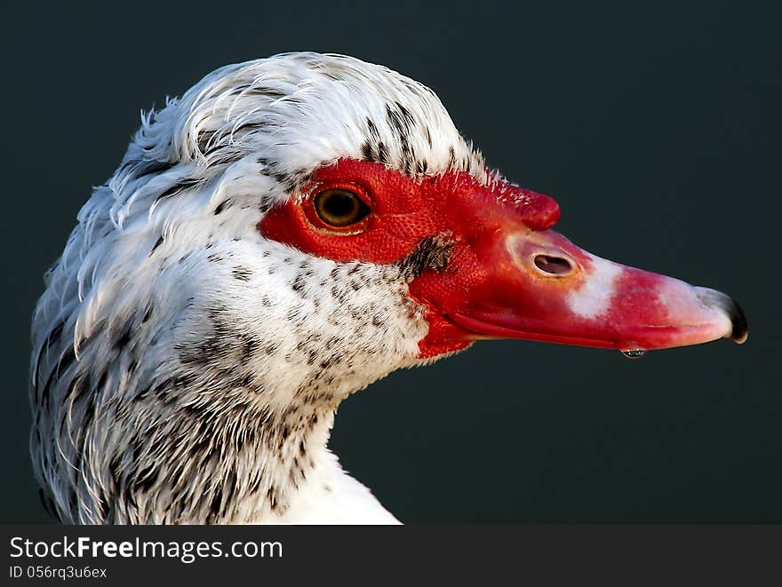 Close up of goose with red beak