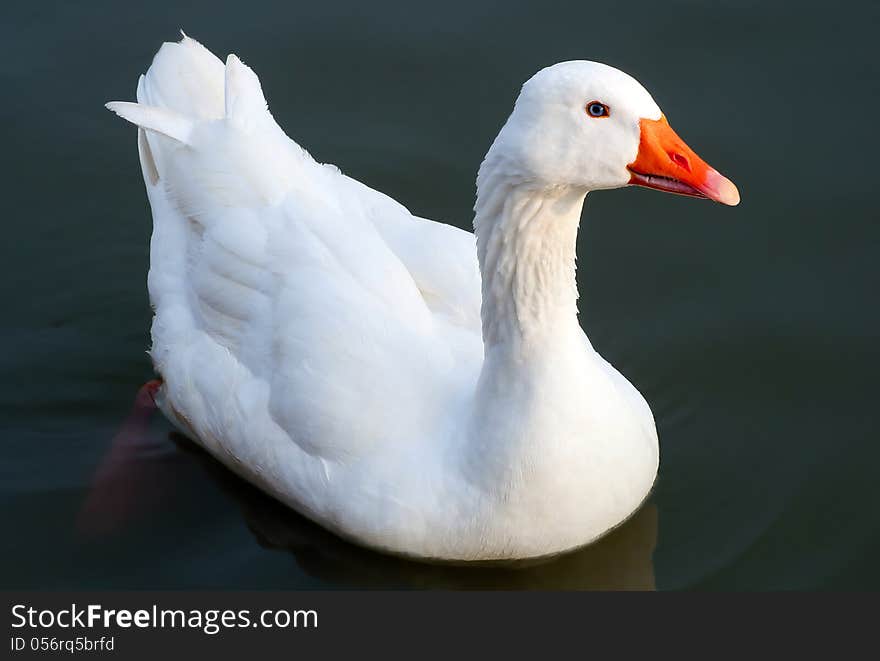 White goose