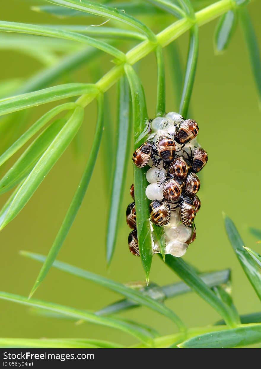 Newly born shieldbug nymphs on a juniper.